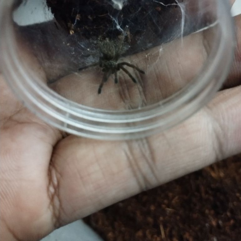 promo menarik tarantula bertanduk ceratogytus darlingi