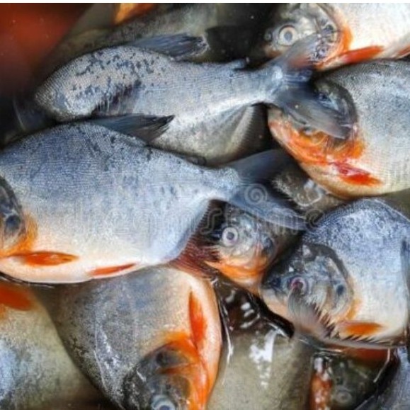 bawal laut fresh 1Kg