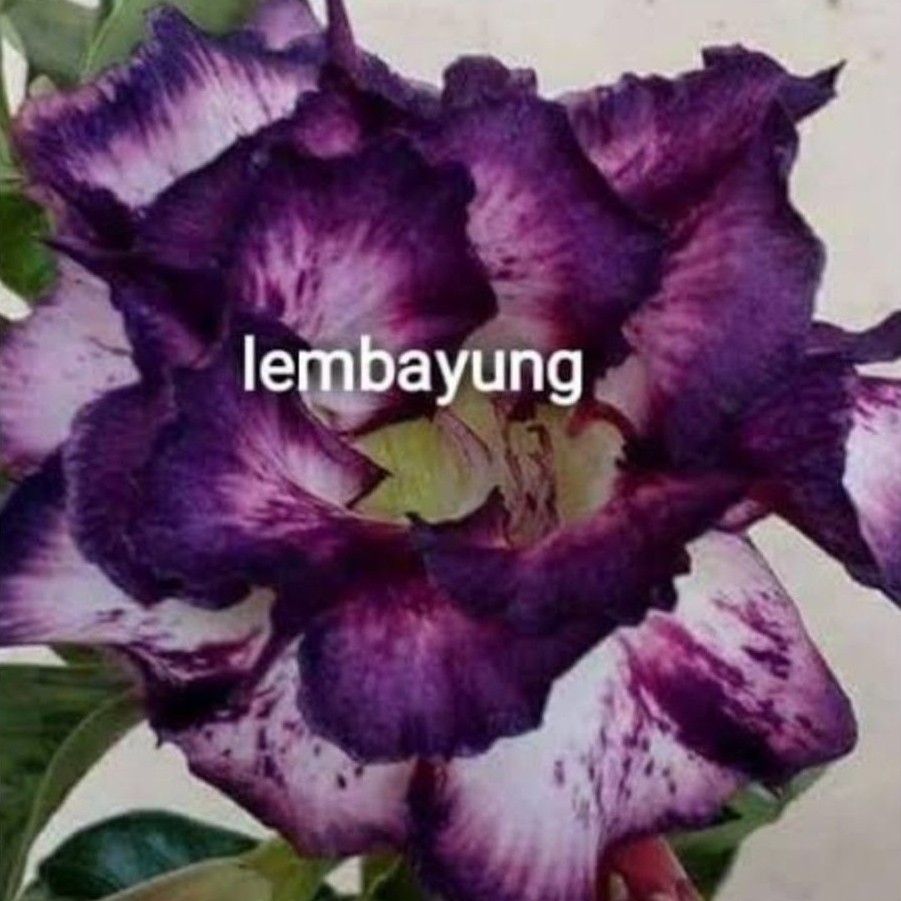 adenium bunga tumpuk merah