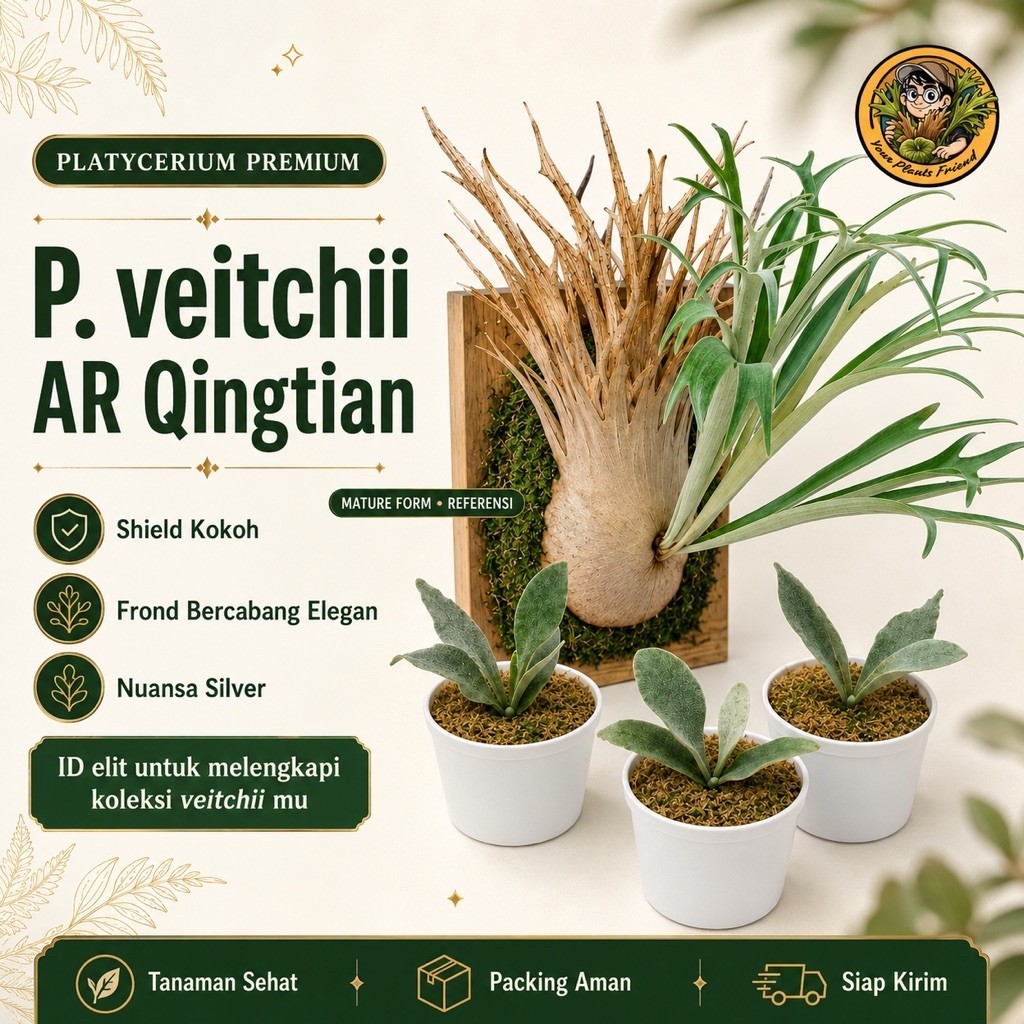 Platycerium Veitchii Auburn River AR Qingtian Sporeling Tanaman Hias Paku Tanduk Rusa
