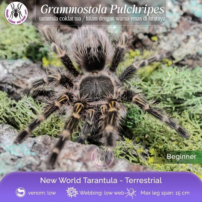 yumoni_olshop - grammostola pulchripes sling 1 cm tarantula
