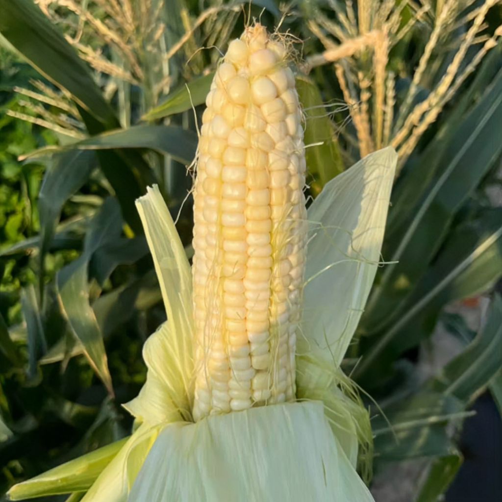 5 Butir Biji Jagung Ketan Putih Siap Semai Jagung Ketan Putih