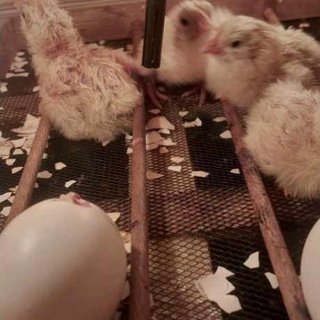 doc ayam elba petelur handal