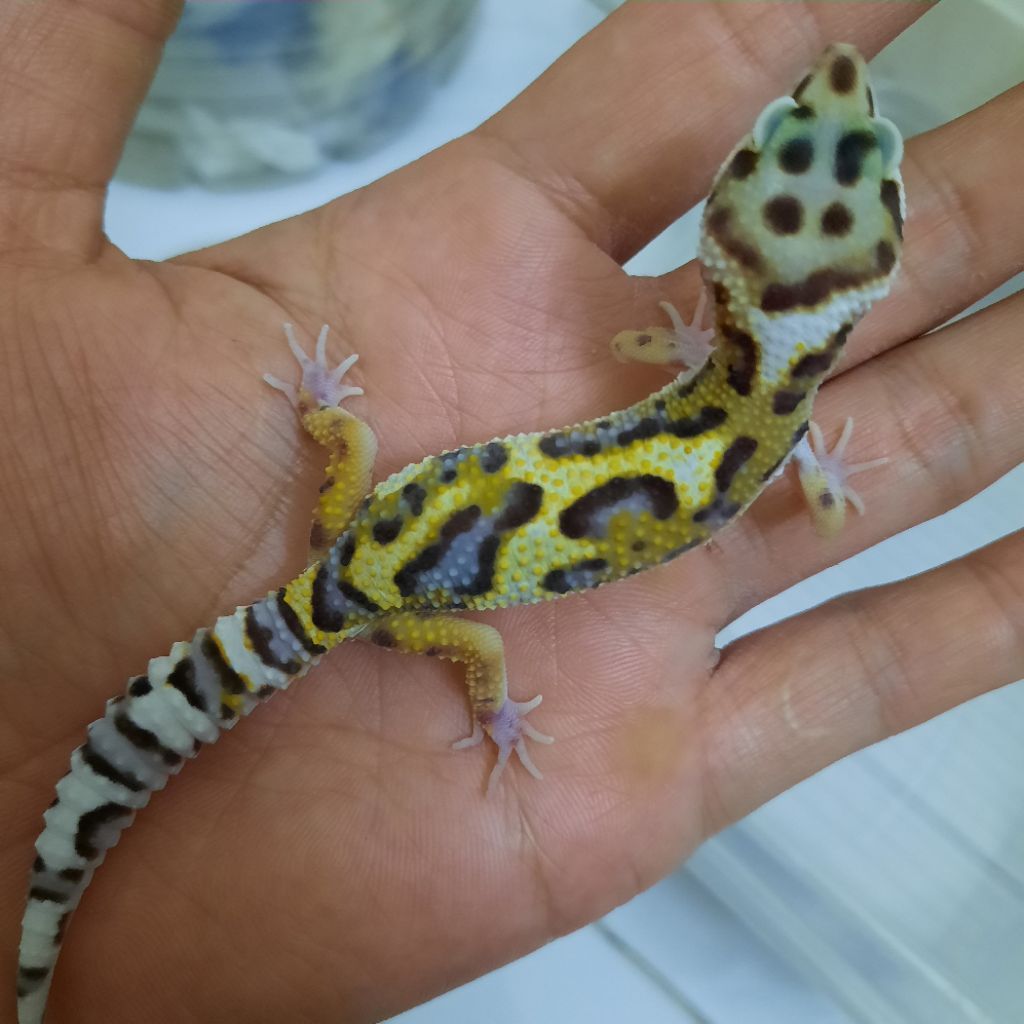 Mainan Anak Baby gecko leopard remaja macksnow BS jungle (tremper)
