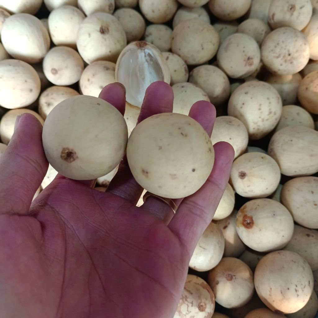 Buah Duku Palembang Asli Manis 500gr