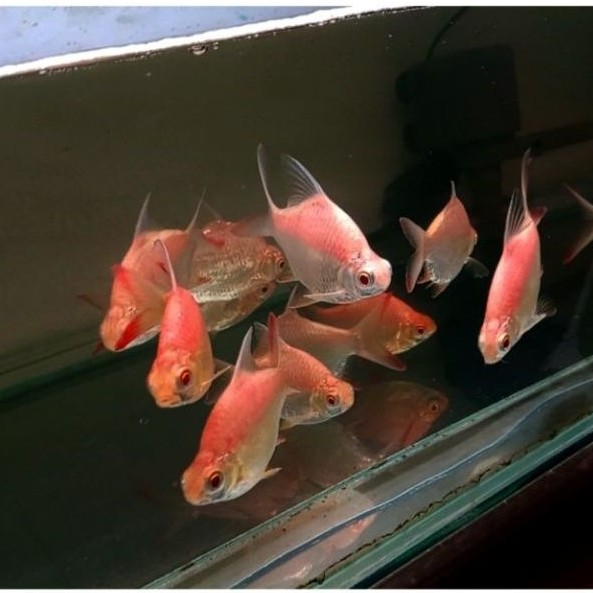 kaviat albino Short body ukr 10cm