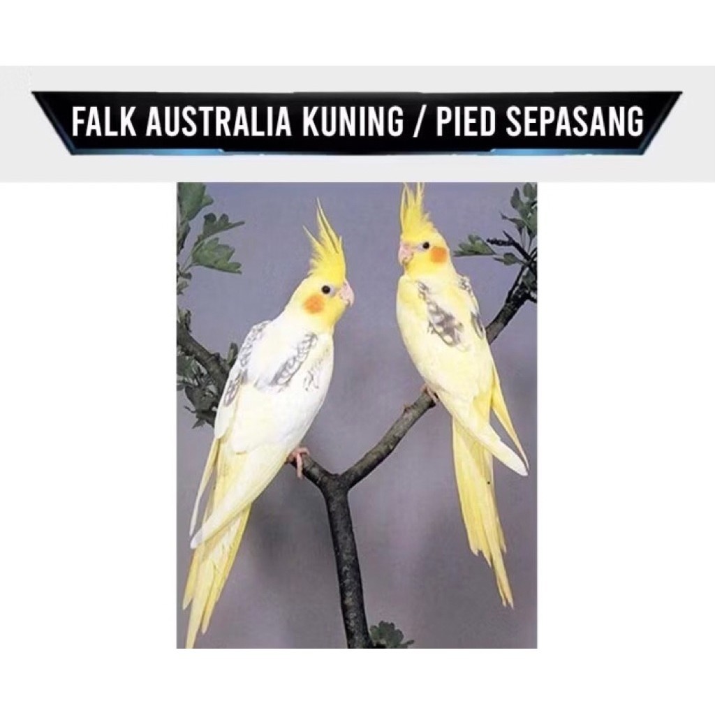 Burung Cockatiel Falk Parkit Australia Warna Kuning Pied Sepasang