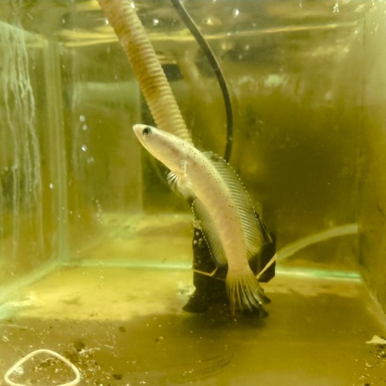 channa blue pulchra grade b, ekor turun 10-12cm