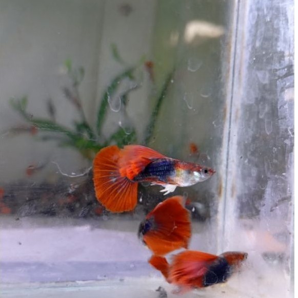 ( stiker) Hb red rosetail