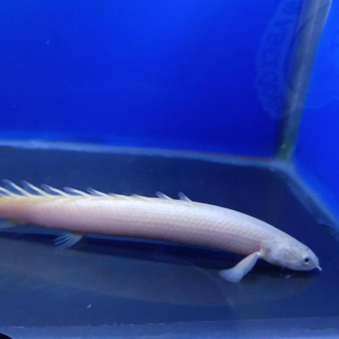 Aksesoris Aquarium Palmas Leucistic Palmas Lucy