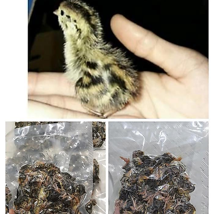 pakan owl / pakan reptil / pakan bop / daging puyuh beku