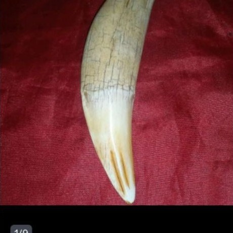 mestika Hm..jumbo. ngureak