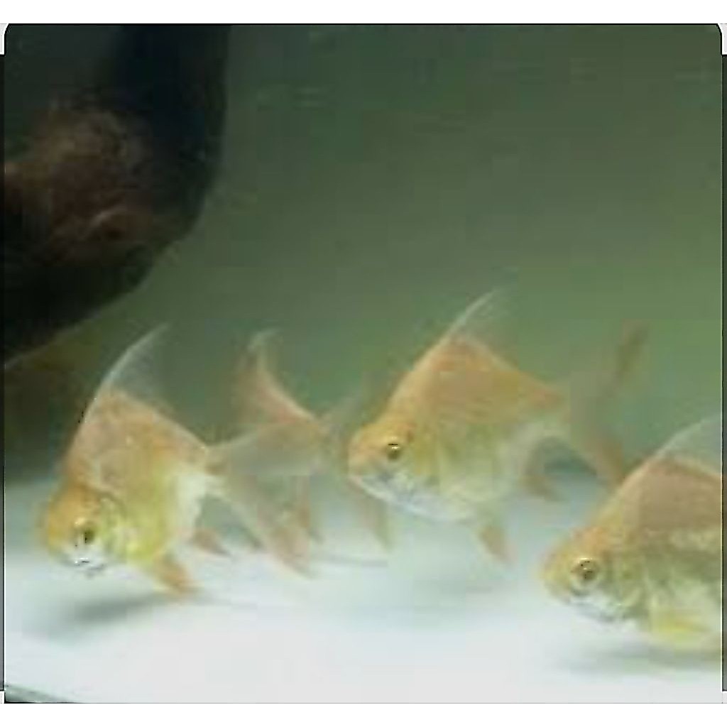hiasan aquarium kaviat SB