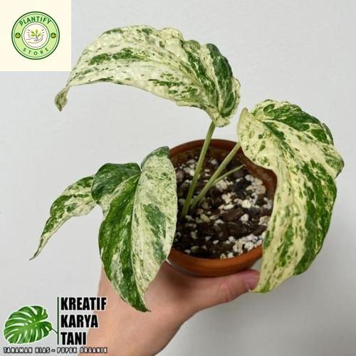 Tanaman hias amydrium zippelianum varigata - Amydrium varigata