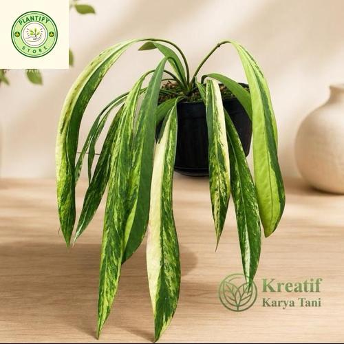 Tanaman hias anthurium dasi varigata - Anthurium vittarifolium varigata