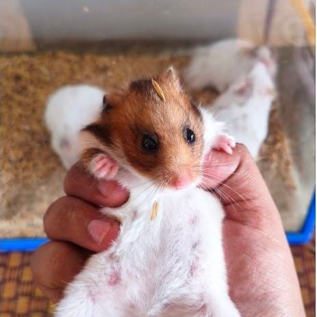 Hamster syrian long hair,  khusus pengiriman Instan.