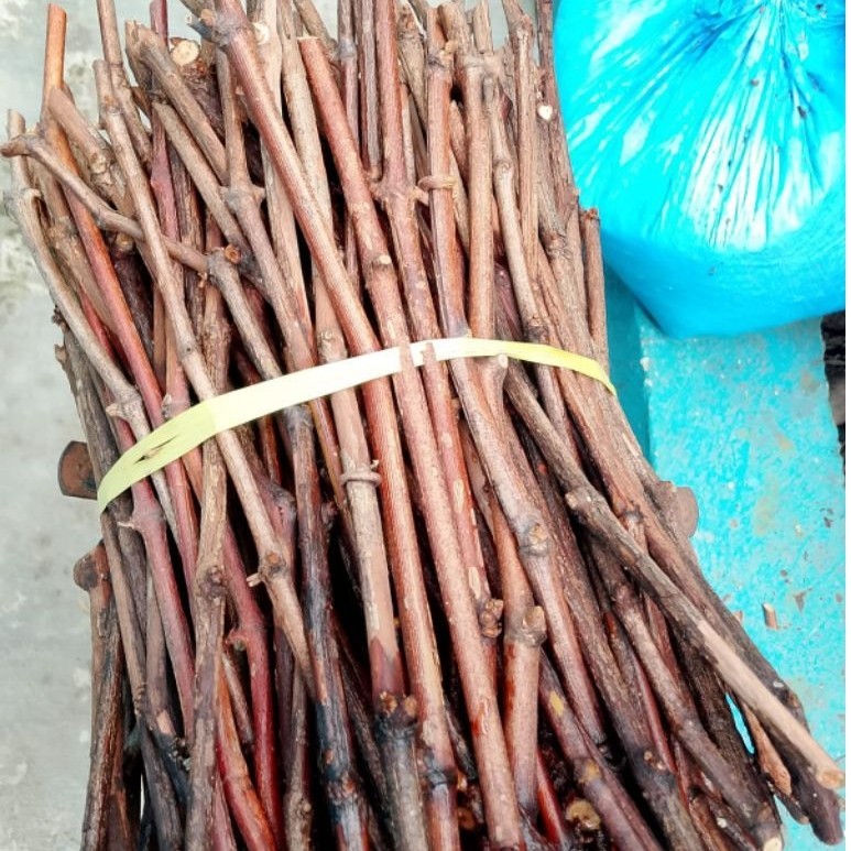 Cutting Grafting Anggur Impor Berkualitas Tinggi