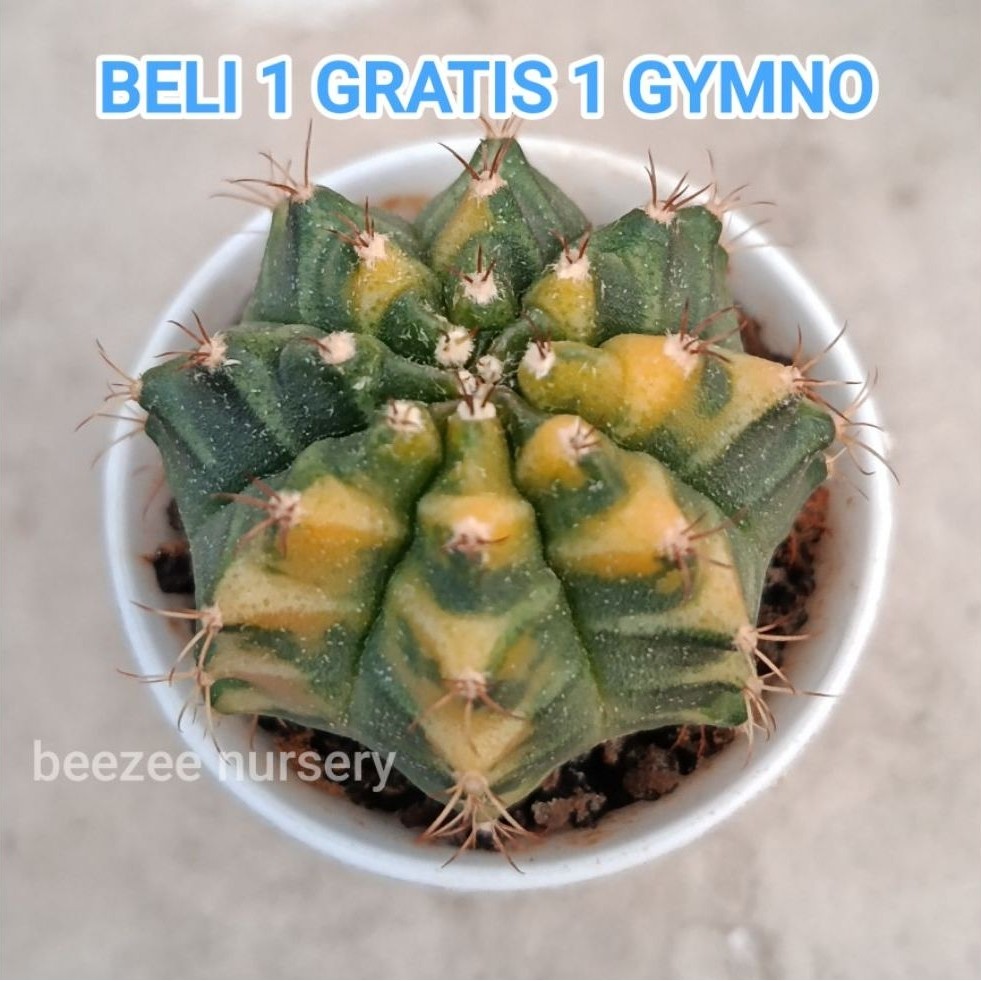 Kaktus gymno miha oren thailand