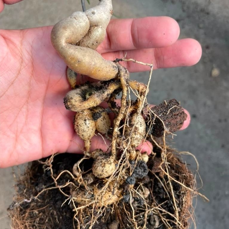 euphorbia hedyotoides (caudex)