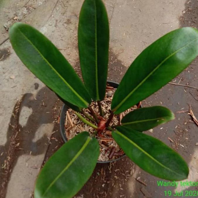 Tanaman philodendron Callosum - tanaman Philo golok