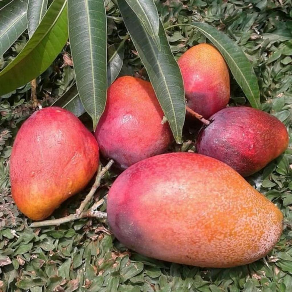 Bibit Mangga Yuwen Seri 6 Hasil Okulasi Batang Besar Ketinggian 70cm