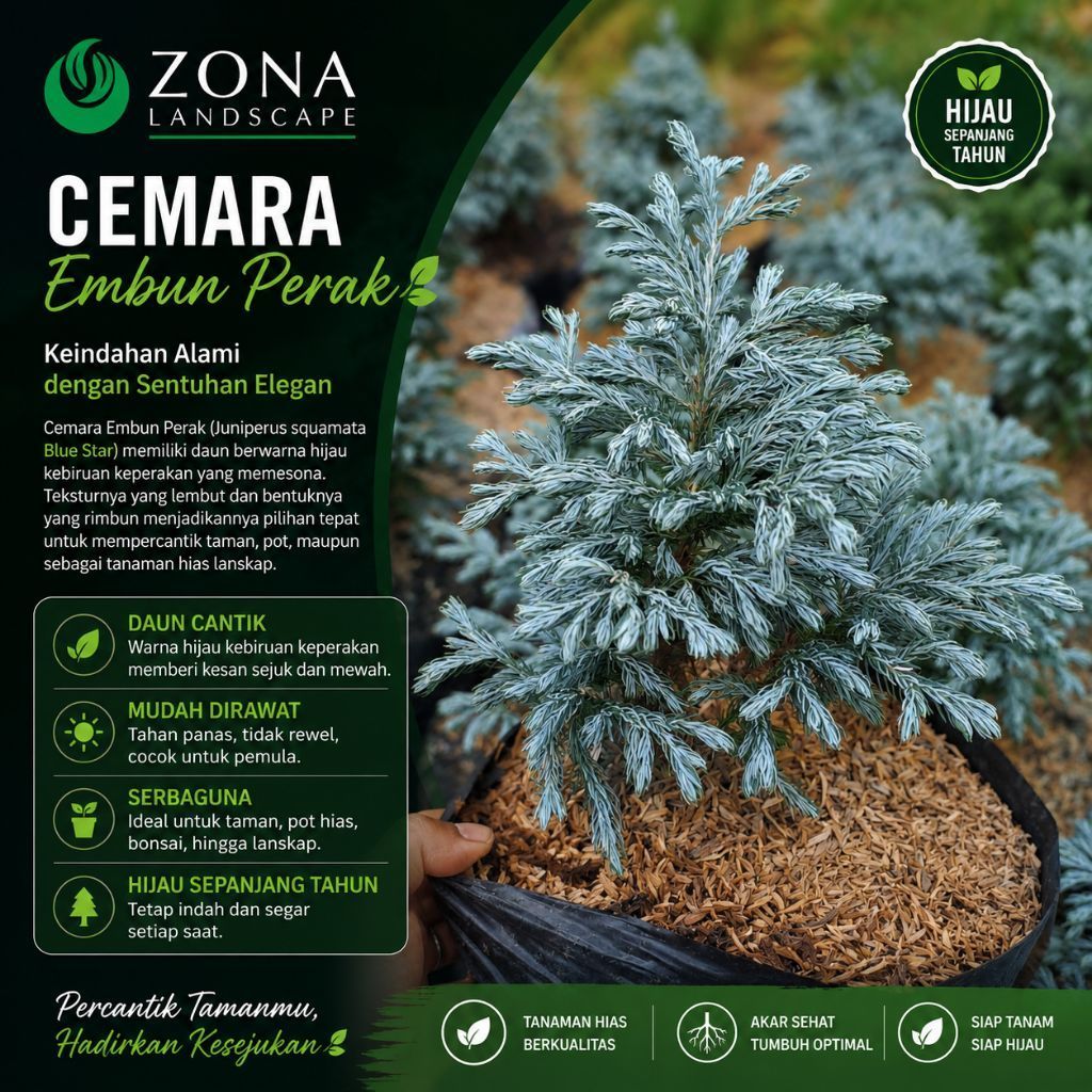 Tanaman hias cemara perak - cemara embun perak