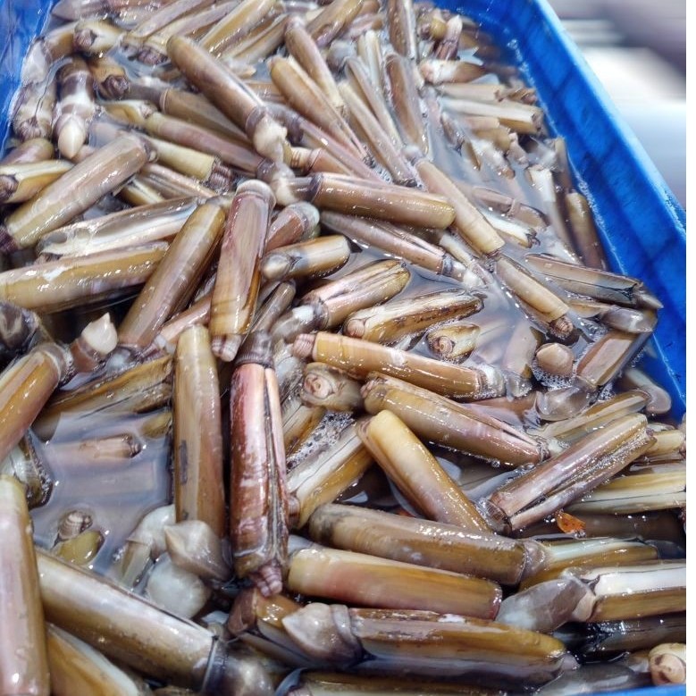 kerang bambu segar 1 kg