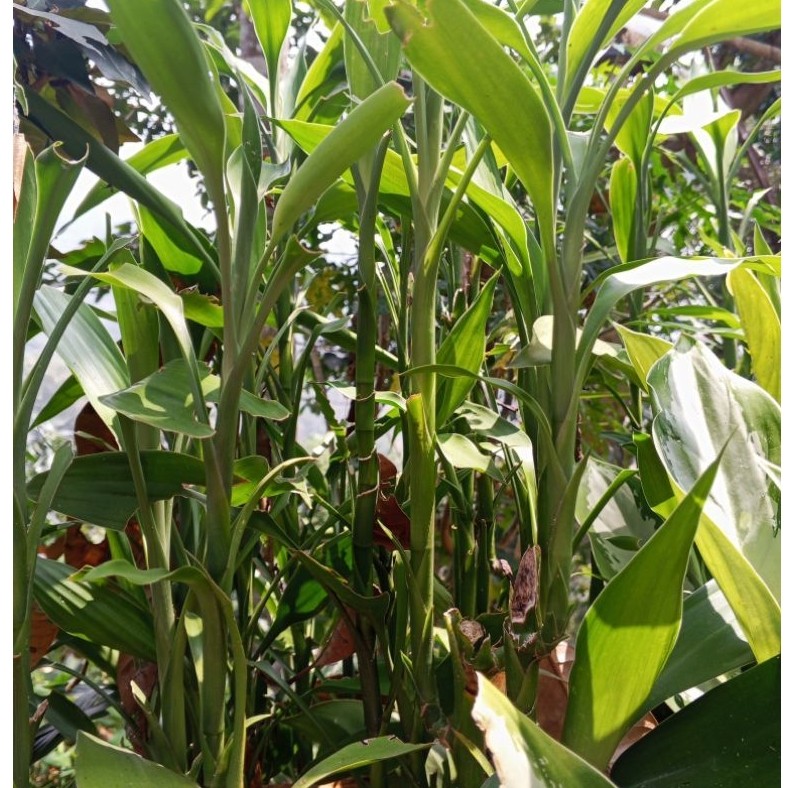 Tanaman Hias Bambu Hoki P 30Cm
