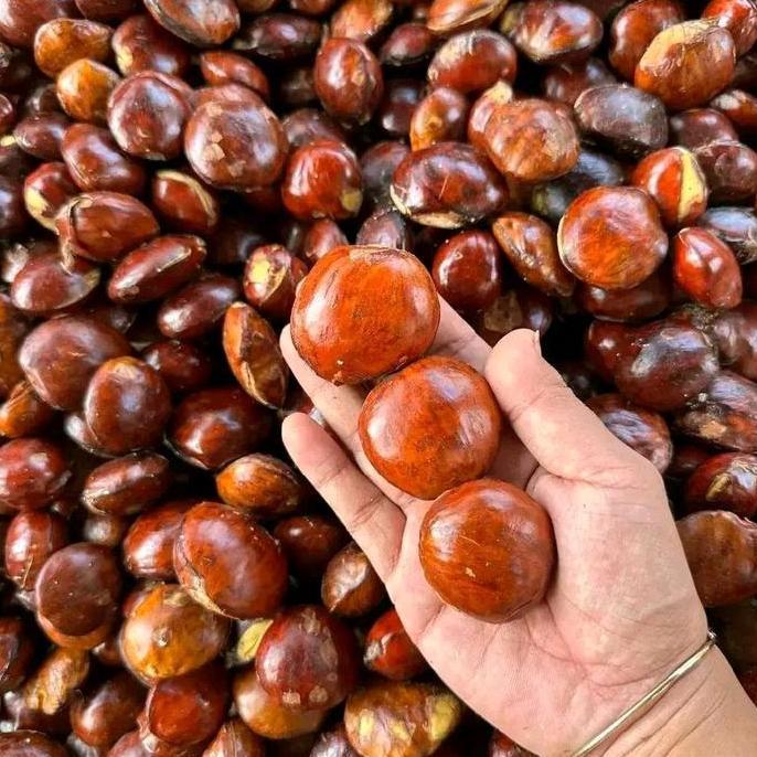 jengkol kalimantan super tua tanpa rendaman 1/2 kg dan 1kg