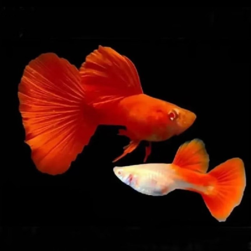 Hiasan aquarium guppy afr grade A