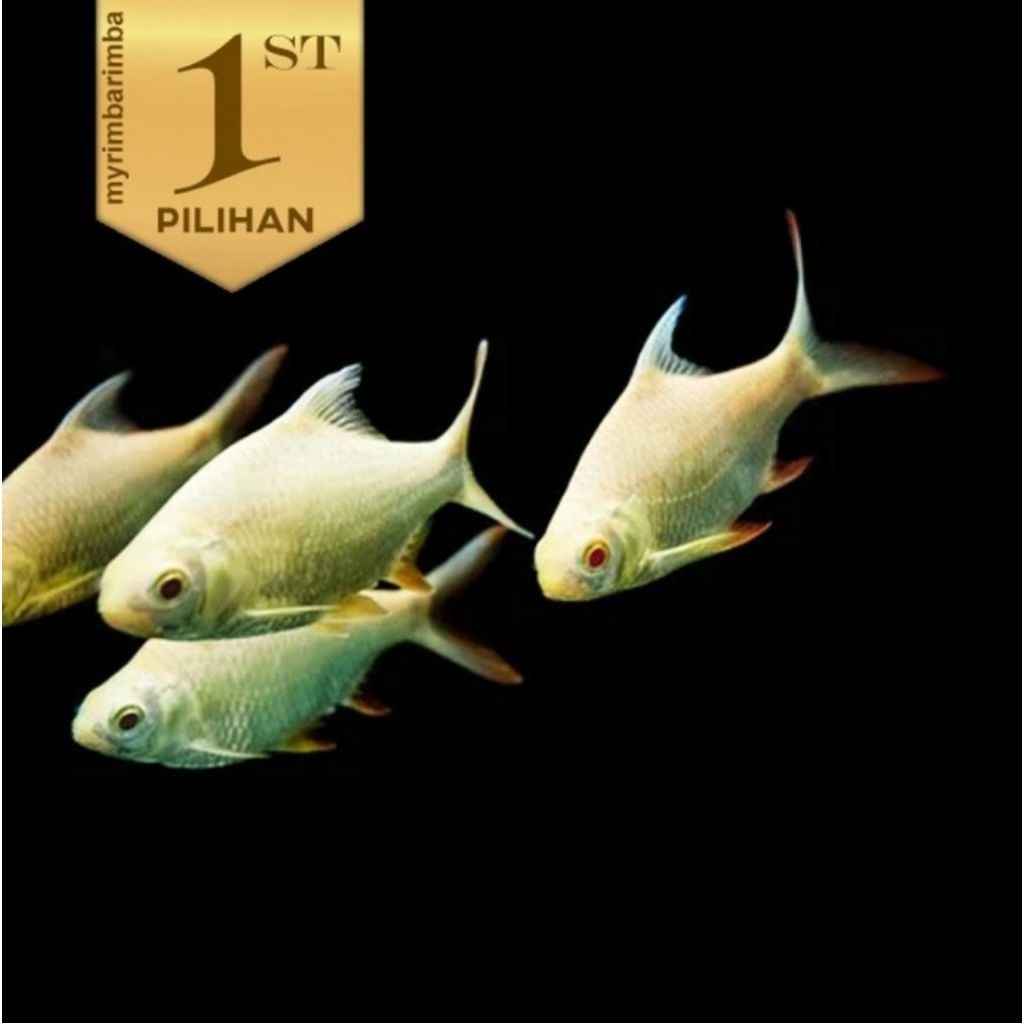 Kaviat Albino JUMBO Ikan Hias Air Tawar Hiasan Aquarium Tanaman Aqascape
