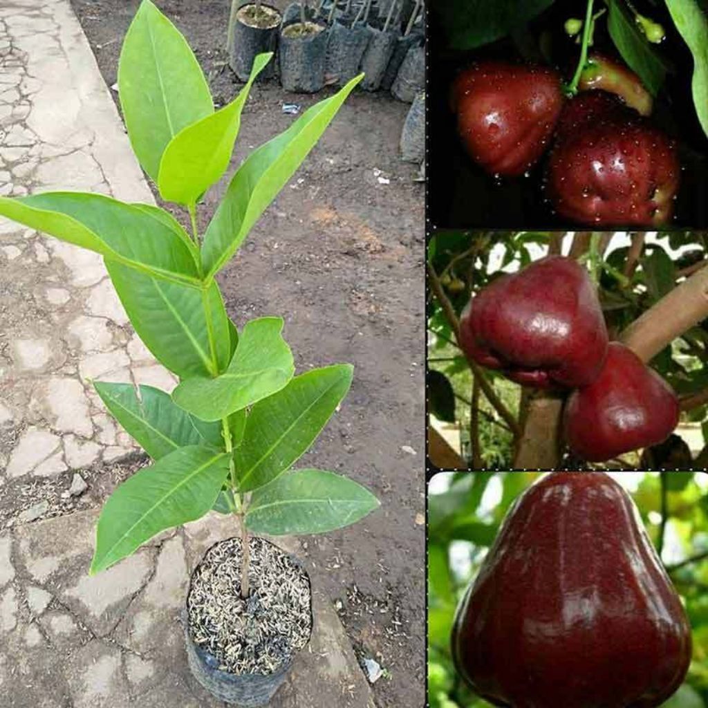 Jambu air dalhari hasil okulasi siap tanam cepat berbuah