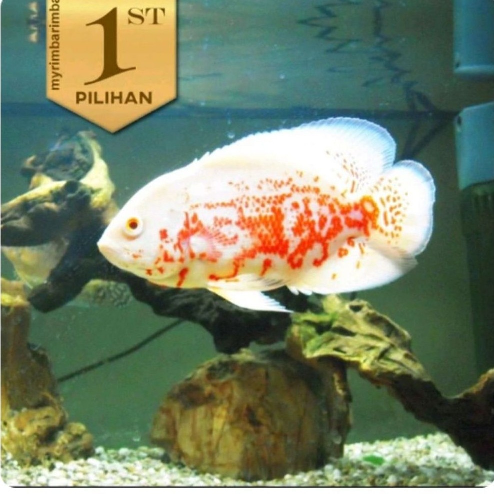 Oscar Batik Albino JUMBO 12 Cm Ikan Hias Hiasan Aquarium Tanaman Air Aquascape