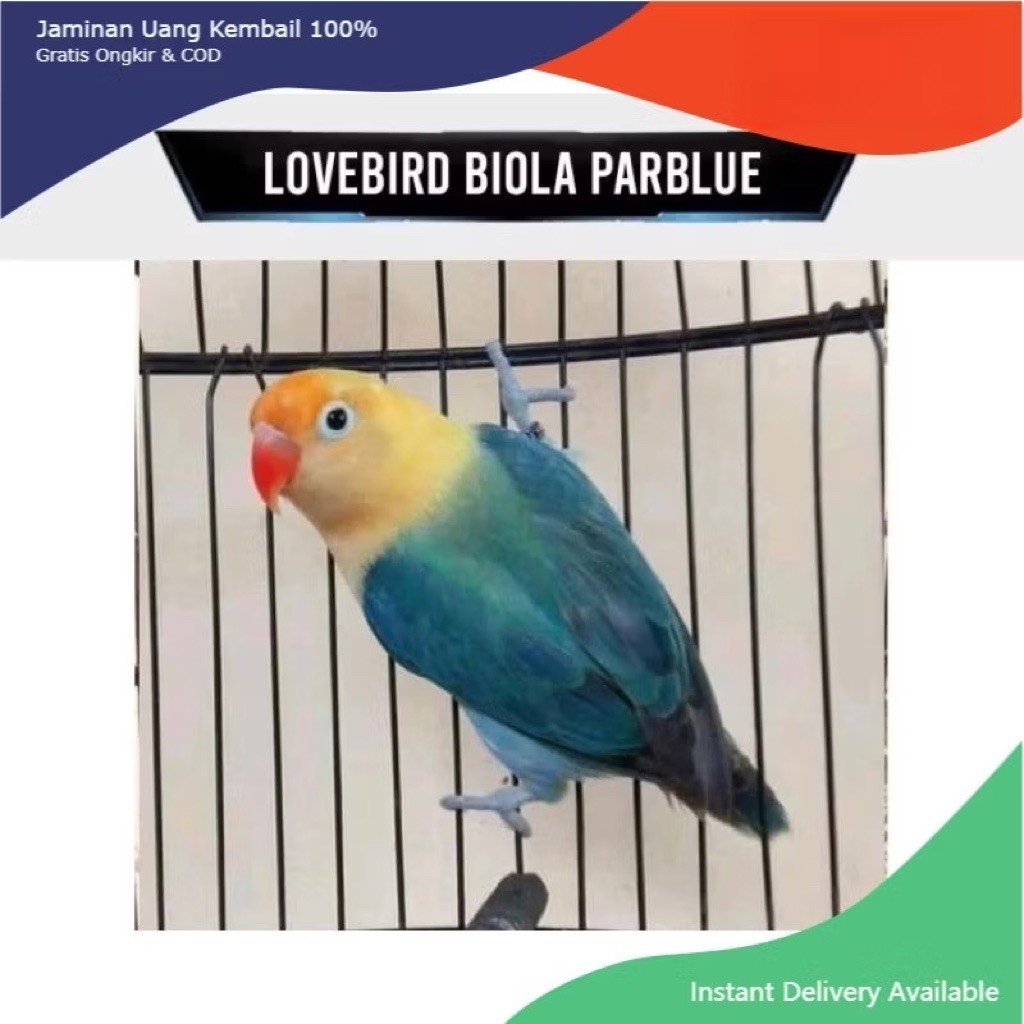 Burung Lovebird Biola PB / parblue blue vio