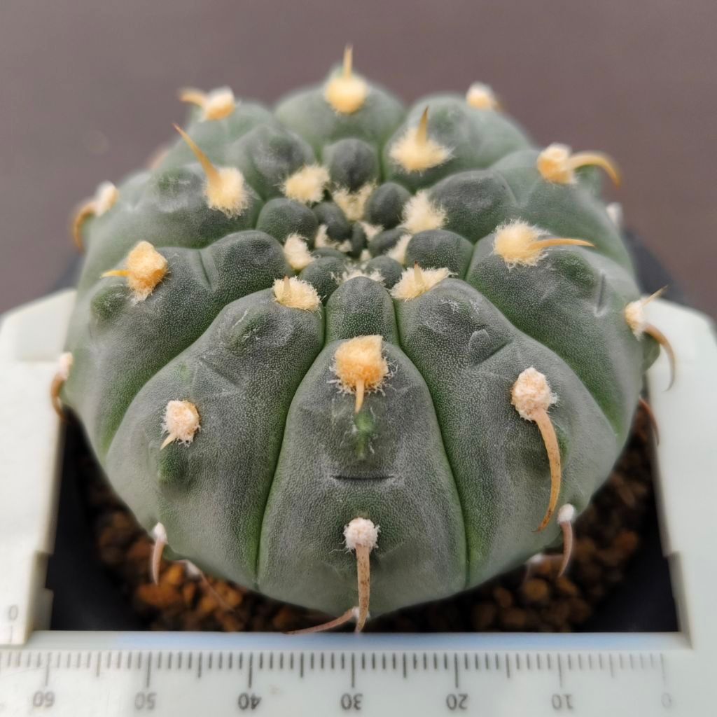 Tanaman Kaktus Gymnocalycium vatteri single spine