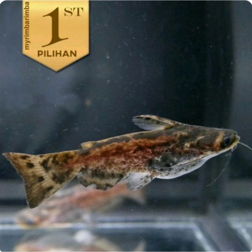 Colombian Catfish / Driftwood Catfish Ikan Hias Predator Hiasan Aquarium Aquascape
