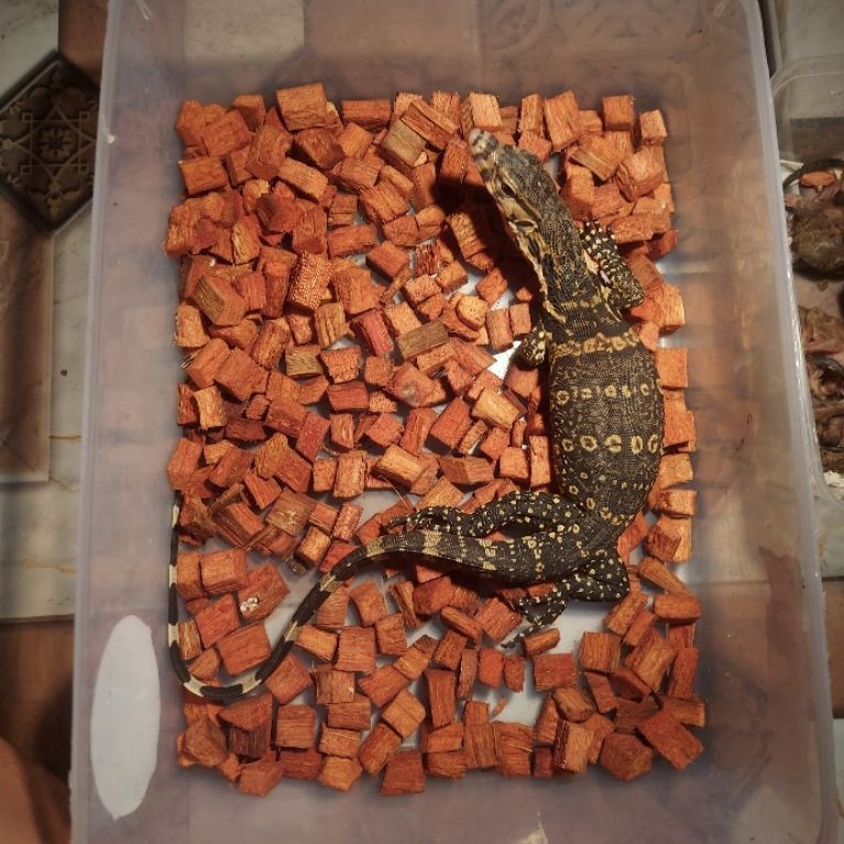 (mainan)varanus salvator CH jinak size baby-juve makan lancar sehat