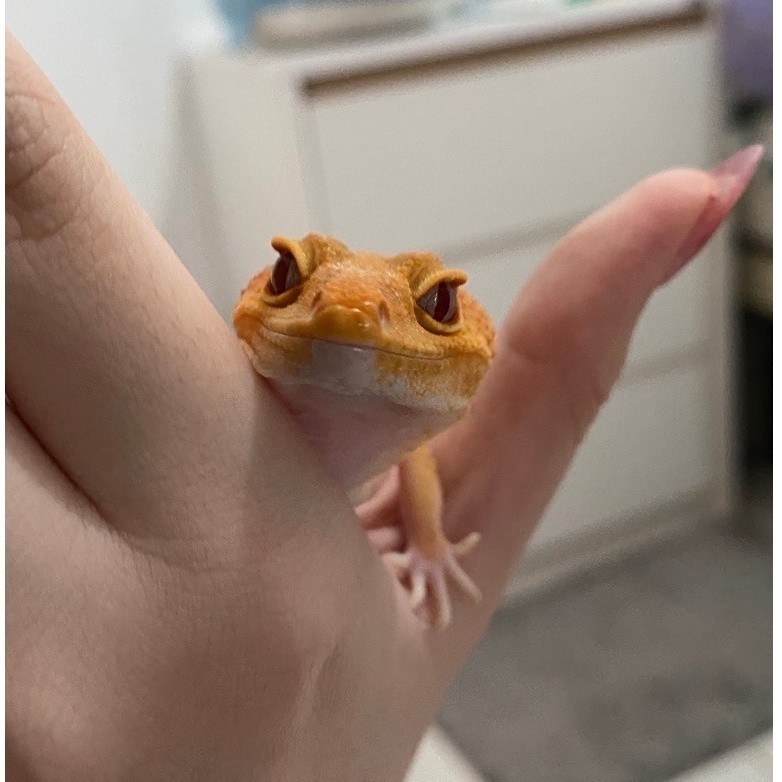 [KHUSUS INSTAN] mainan leopard gecko SHTCTB dewasa female