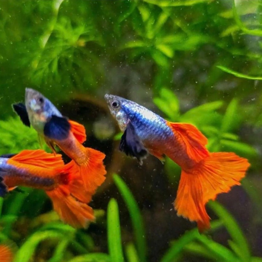Ikan Guppy Sepasang Big Ear Cocok Untuk Hiasan Rumah Anda