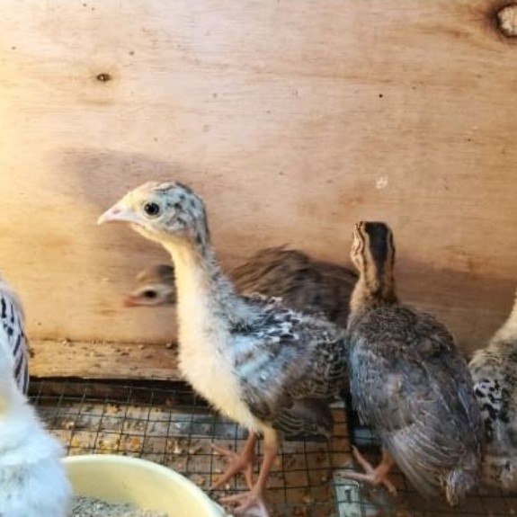 Kalkun - anakan ayam kalkun hidup - ayam hias kalkun