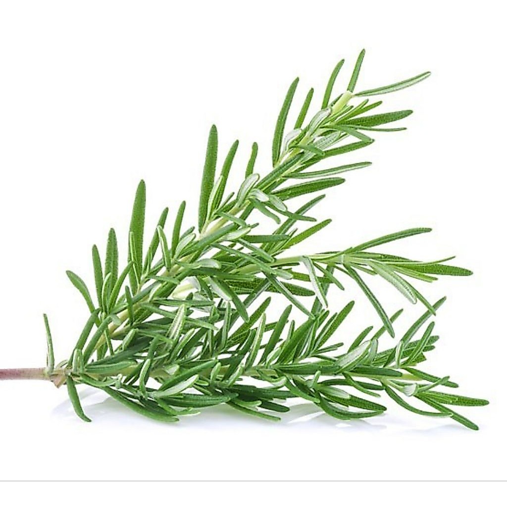 ROSEMARY Segar / Fresh Rosemary
