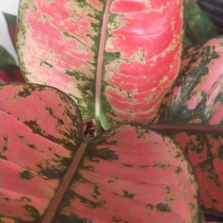 Aglonema Ruby Fanta menor daun besar