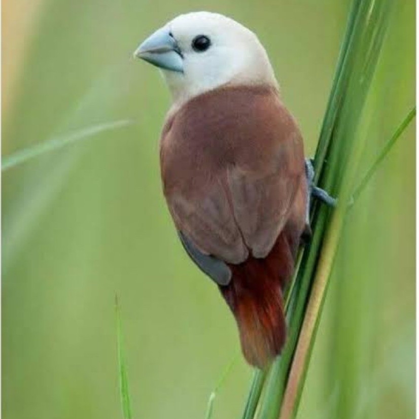 Burung Emprit Kaji/Bondol Kaji