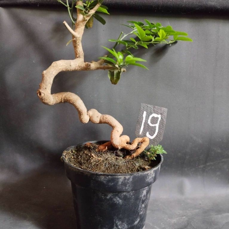 Bonsai Serut Mini | Tanaman Bonsai Hias | Cocok untuk Pemula & Koleksi
