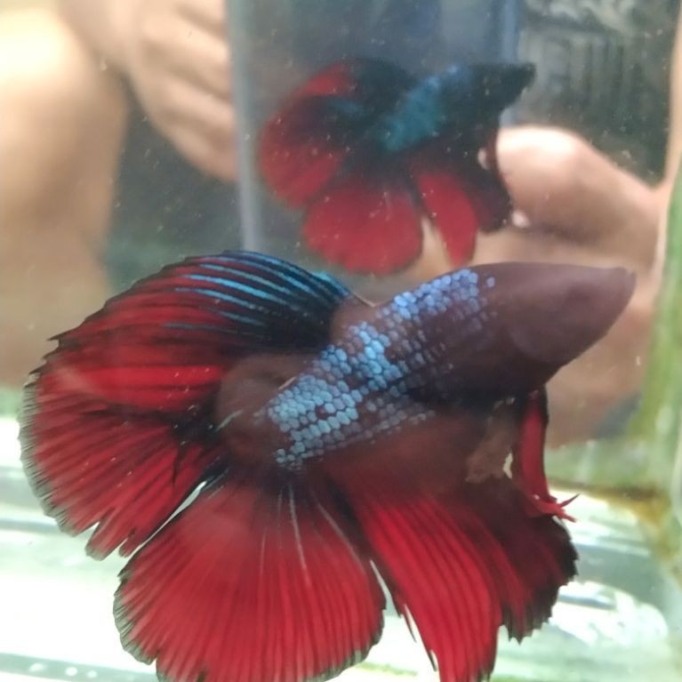 ikan cupang hias aquarium HMDT AVATAR size M