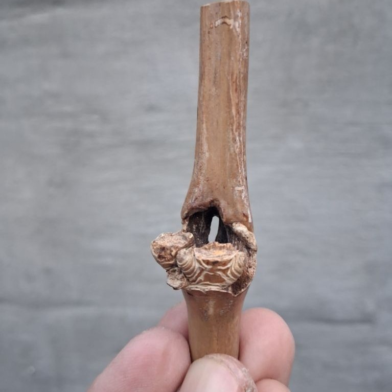BAMBU UNIK COMBONG TEMBUS (8 CM) ORI ISTIMEWA