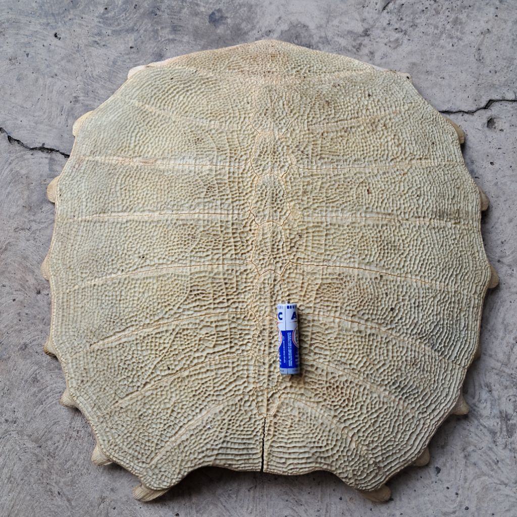 Cangkang tempurung besar bulus labi labi asli dan tua 40 cm