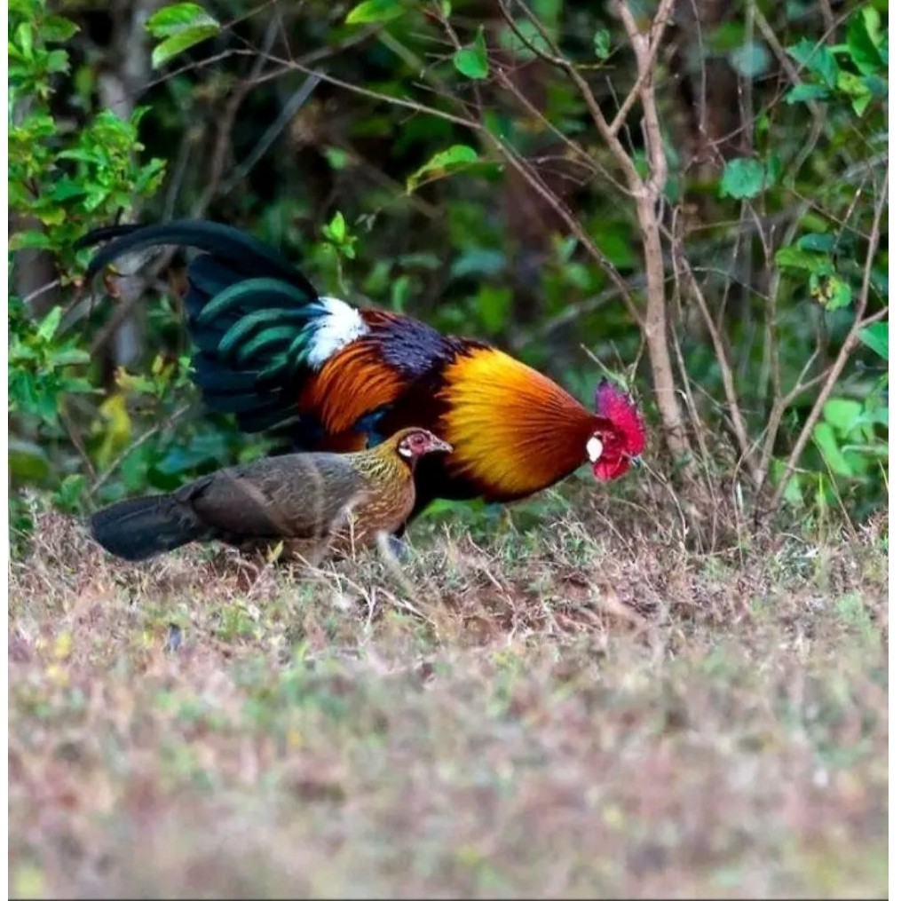 Ayam hutan merah Sumatra siap buat petualangan mikat
