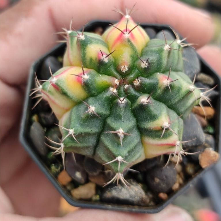 miha new hybrid varigata seedling