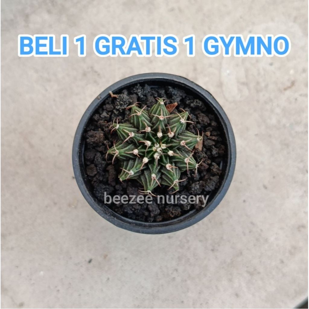 Kaktus gymno LB VOS